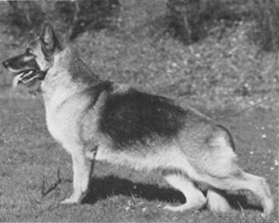German Shepherd